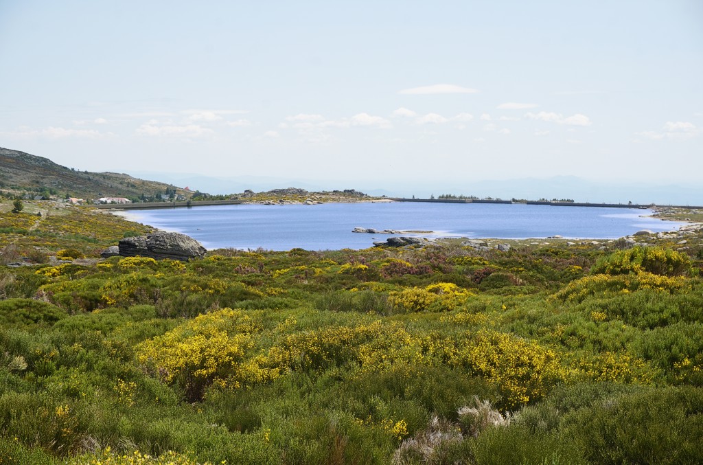 Eine blühende Landschaft mit Blick auf eine ruhige Bucht und das Meer.