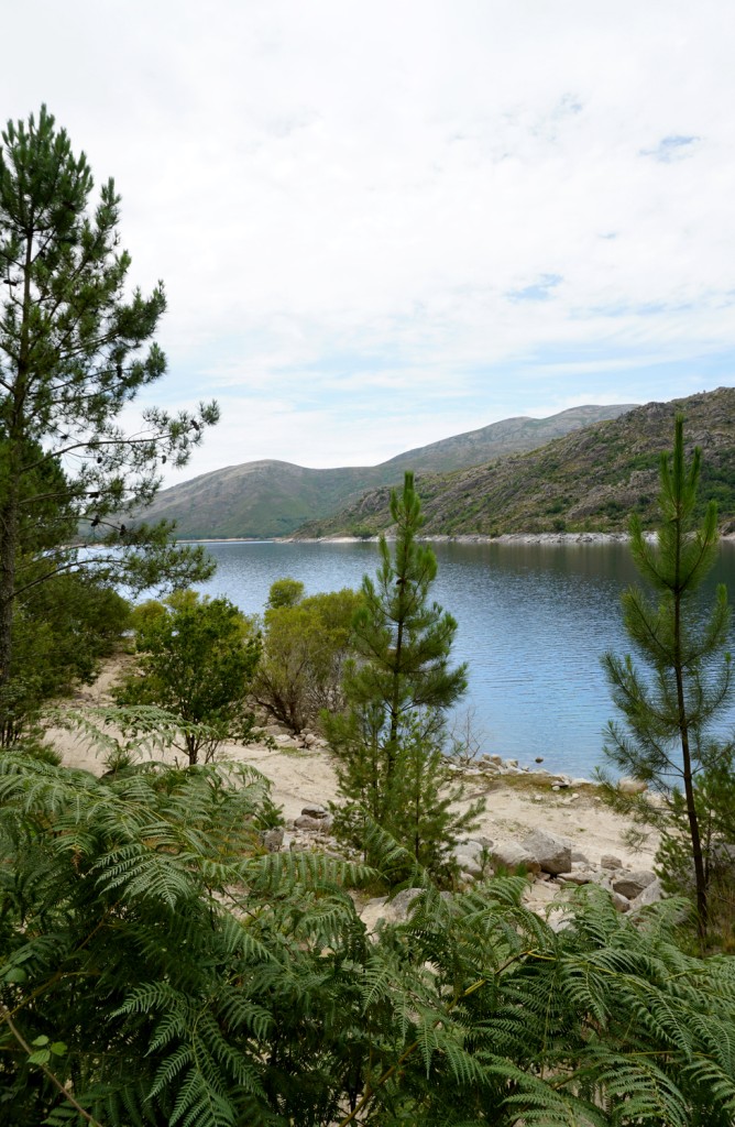 Tranquil lake view framed by lush greenery and pine trees against a hilly backdrop