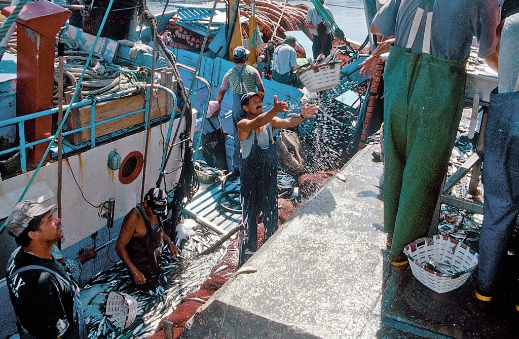 Fischer hantieren mit Fisch an Bord eines Schiffes